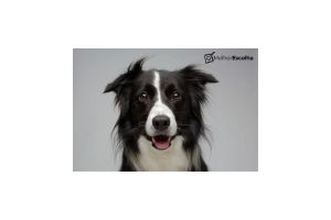 Eliminador de odores Pet Cães e Gatos
