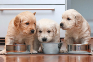 Melhor Ração Para Cachorro Filhote AS 7 MELHORES de 2026