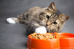 Melhor Ração Para Gato: Top 7 de 2026