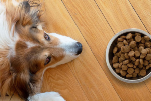 As 10 Melhores Rações para Cachorro de 2026