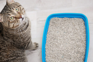 As 10 Melhores Areias Para Gatos de 2026