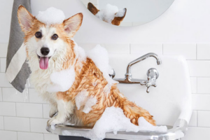 Os 10 Melhores Shampoos Para Cachorro de 2026